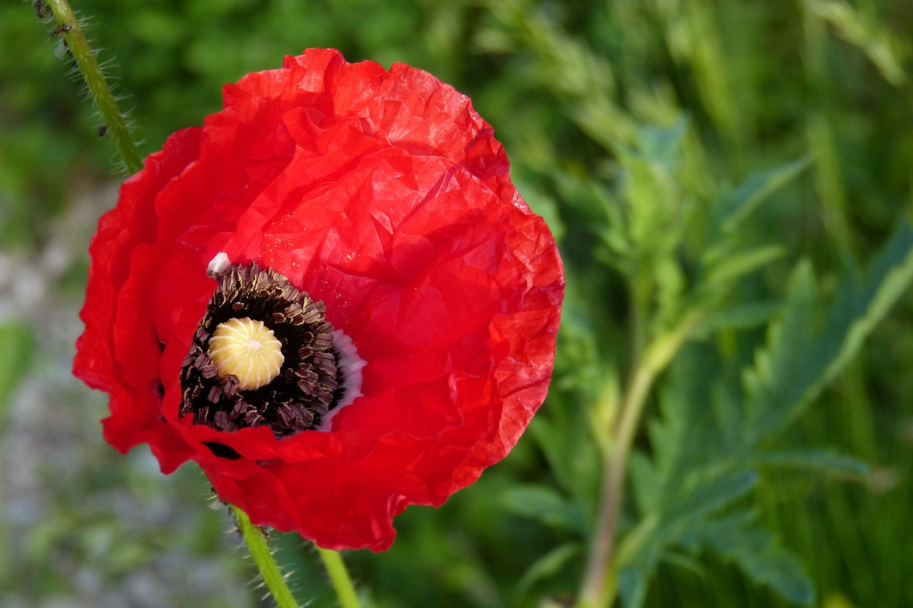 poppy plant close free photo