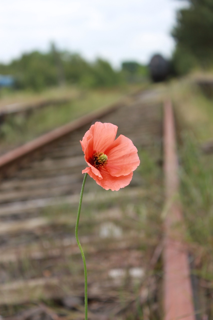 poppy  blossom  bloom free photo