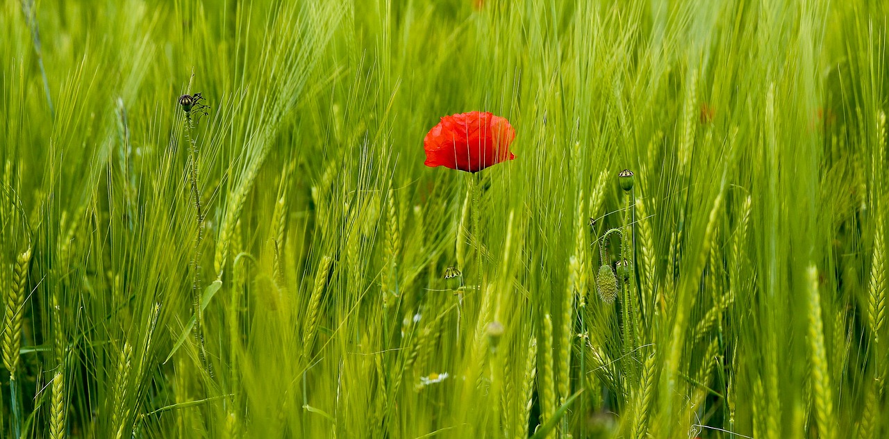 poppy field nature free photo