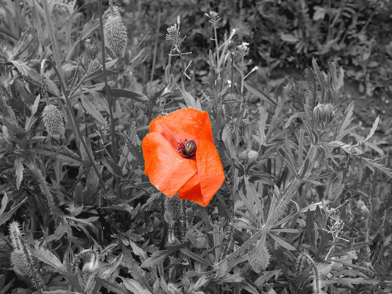 poppy flower plant free photo