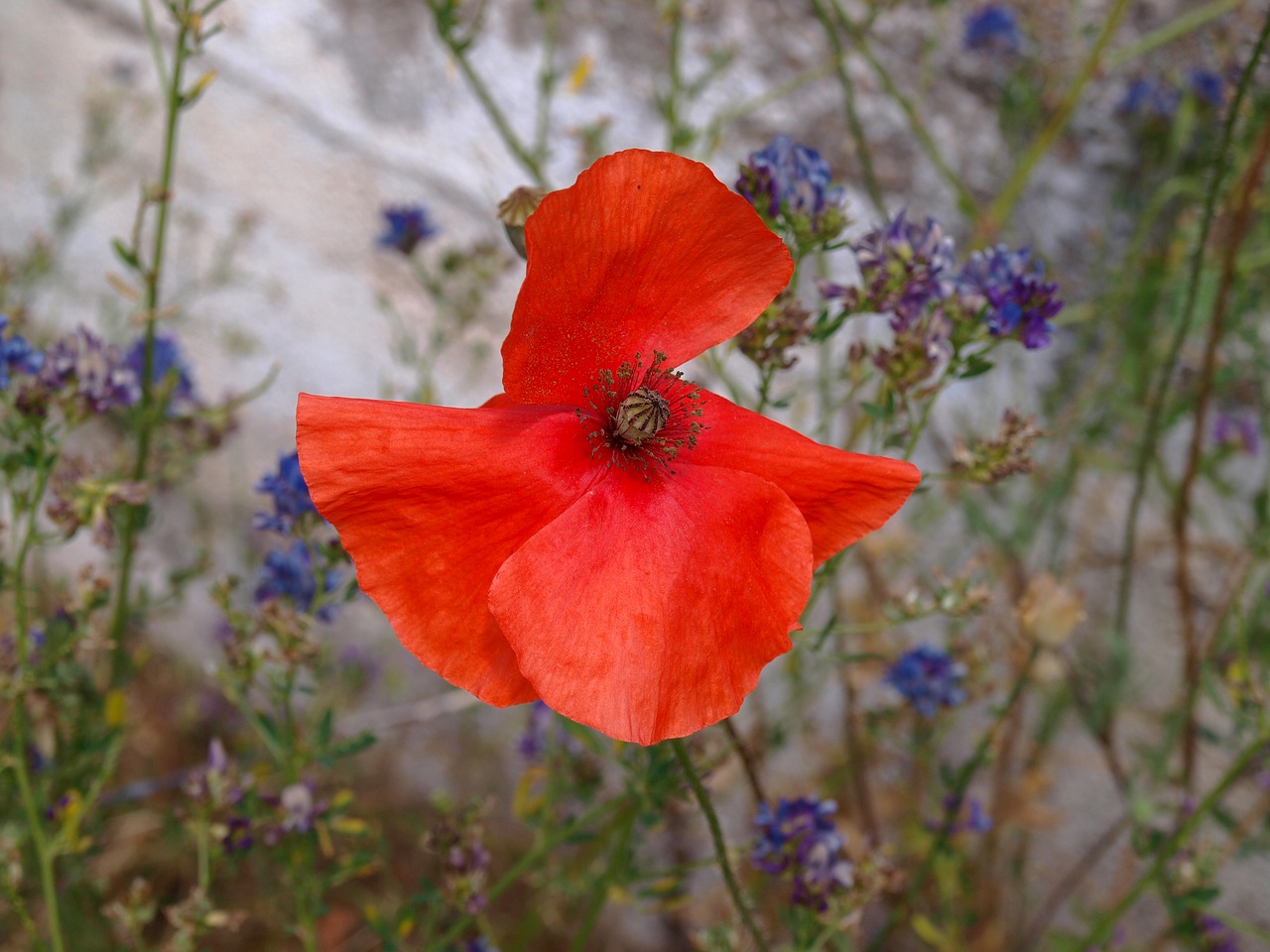 poppy  poppy oblong  wild flower free photo