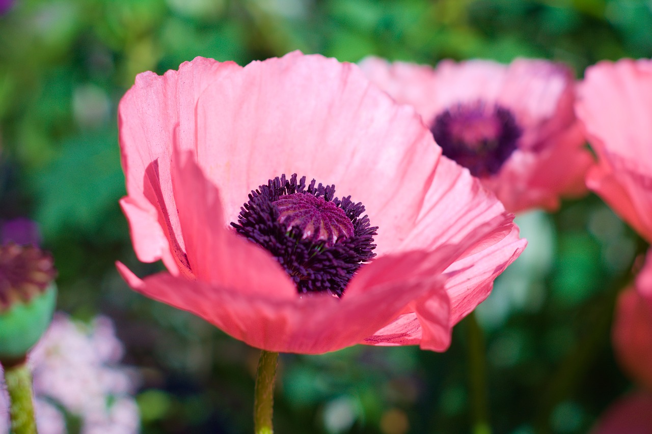 poppy  flower  summer free photo