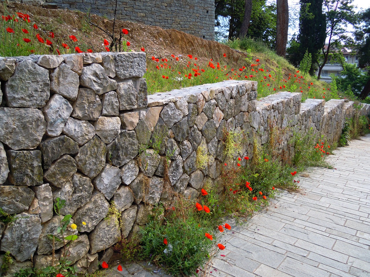 poppy red poppies stone wall free photo