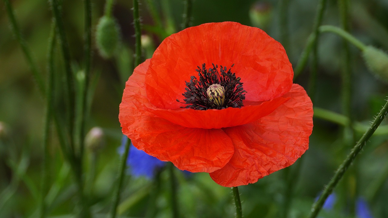 poppy  wildflower  flowers free photo