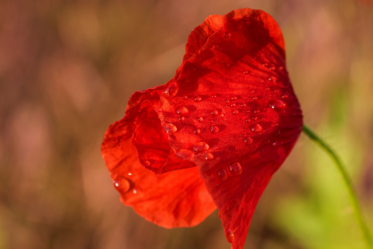 poppy  summer  nature free photo