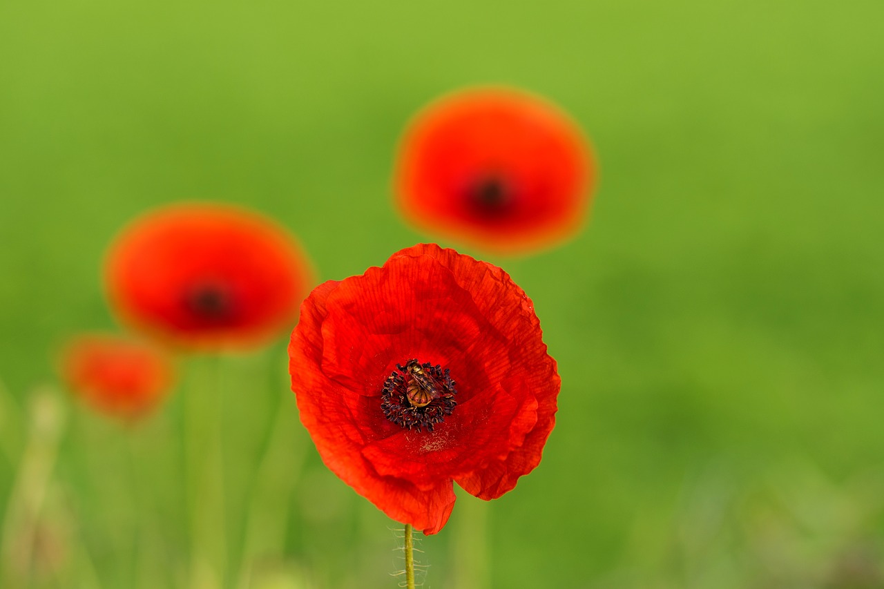 poppy  summer  nature free photo