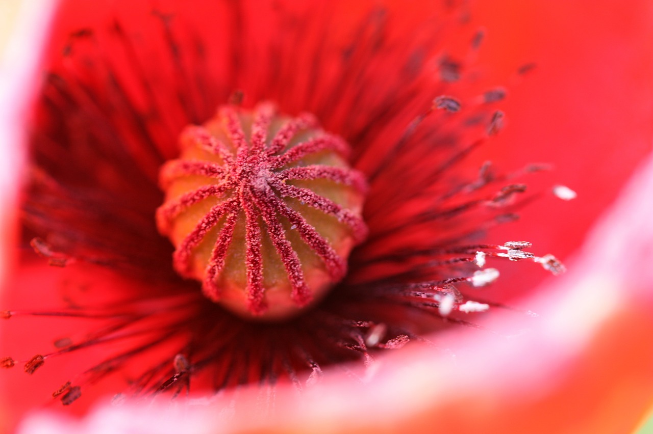 poppy red poppy blossom free photo