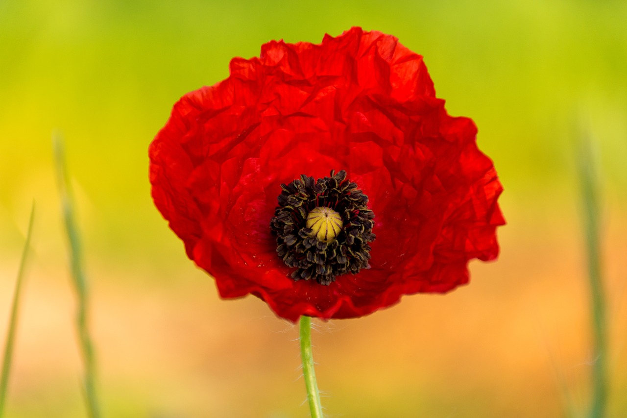 poppy  nature  flower free photo