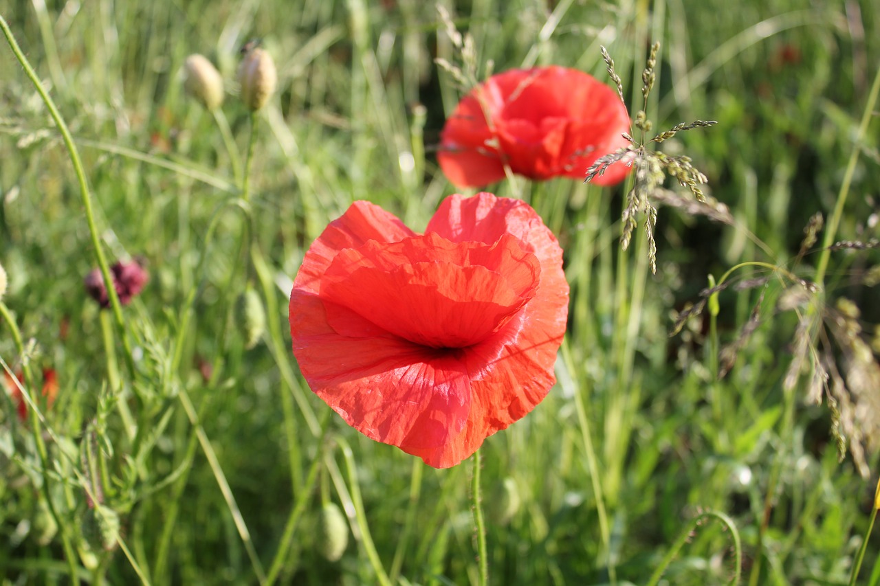 poppy  heart  flower free photo