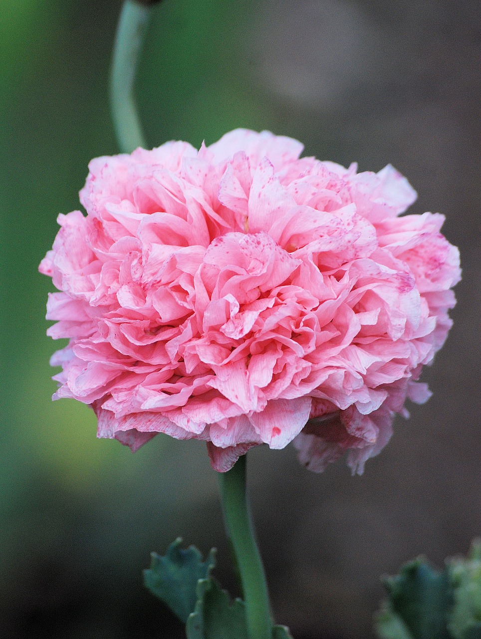 poppy flower blooms cultivated free photo