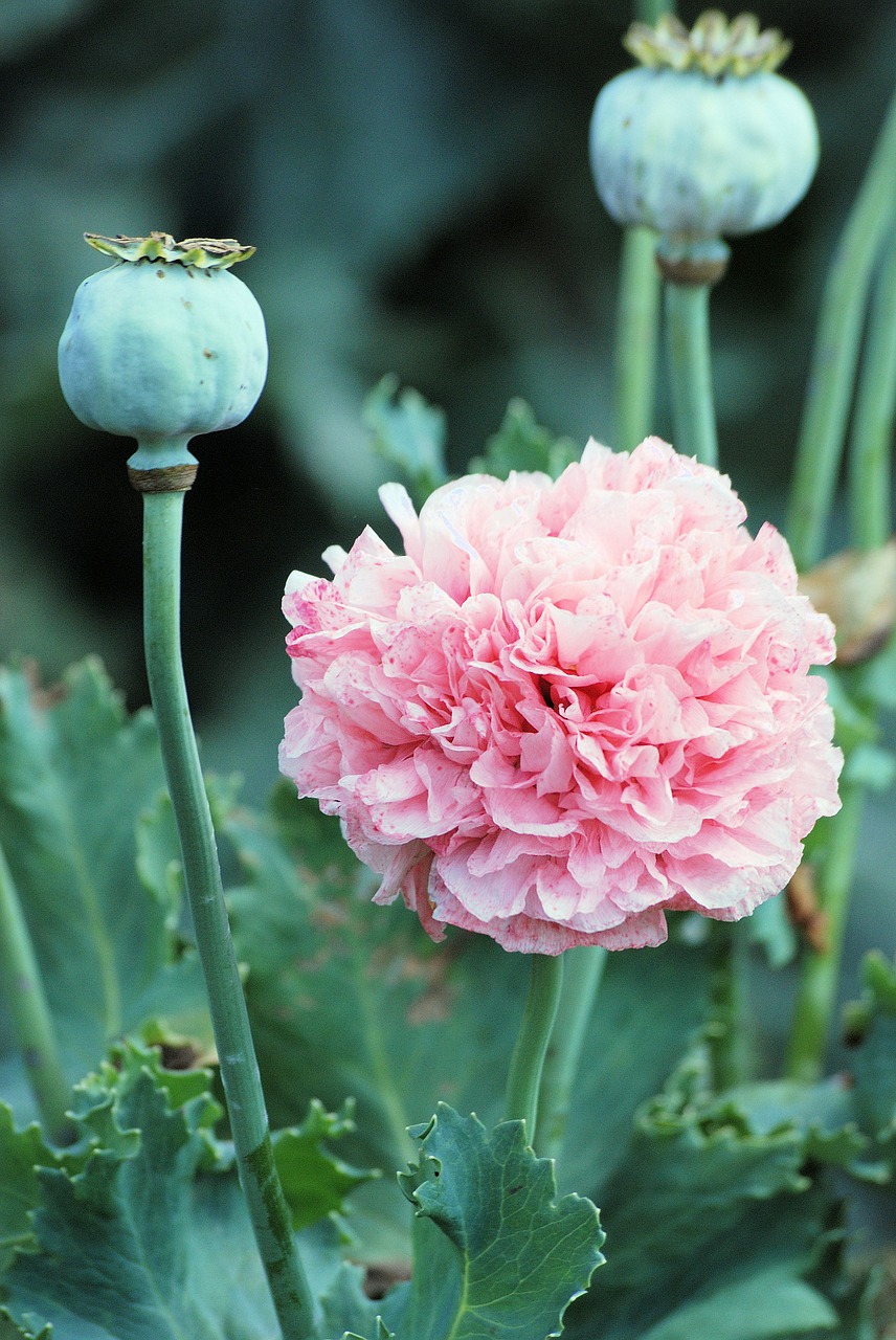 poppy flower blooms cultivated free photo