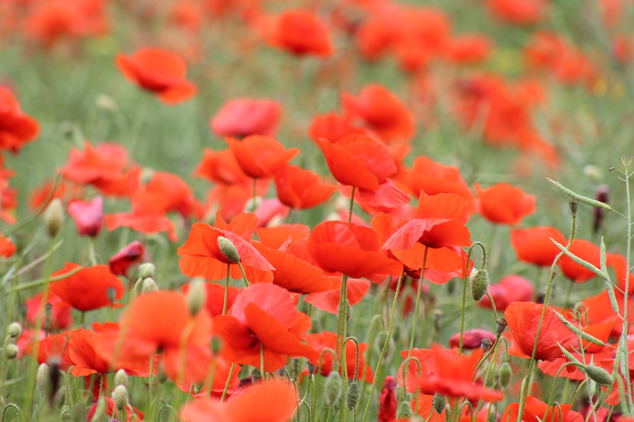 poppy  red  flower free photo