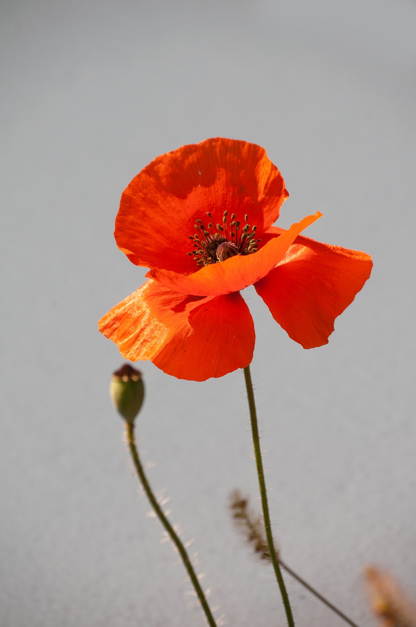 poppy  white background  red free photo