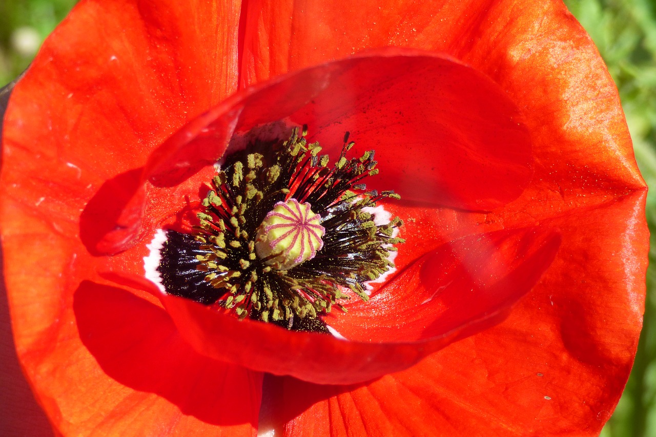 poppy  red  nature free photo