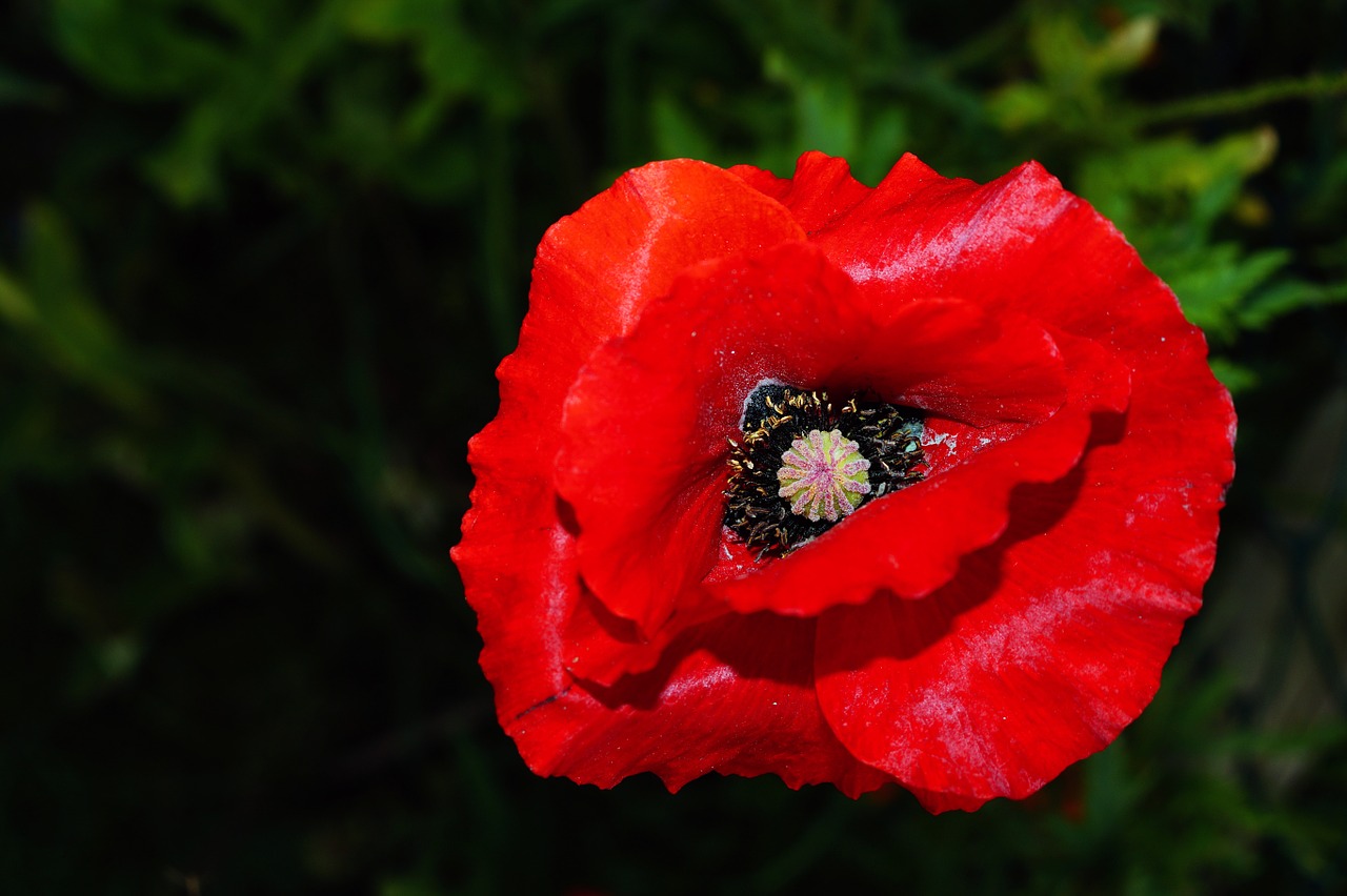 poppy blossom bloom free photo