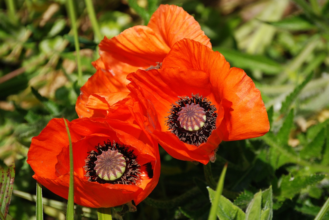 poppy red poppy papaver rhoeas free photo