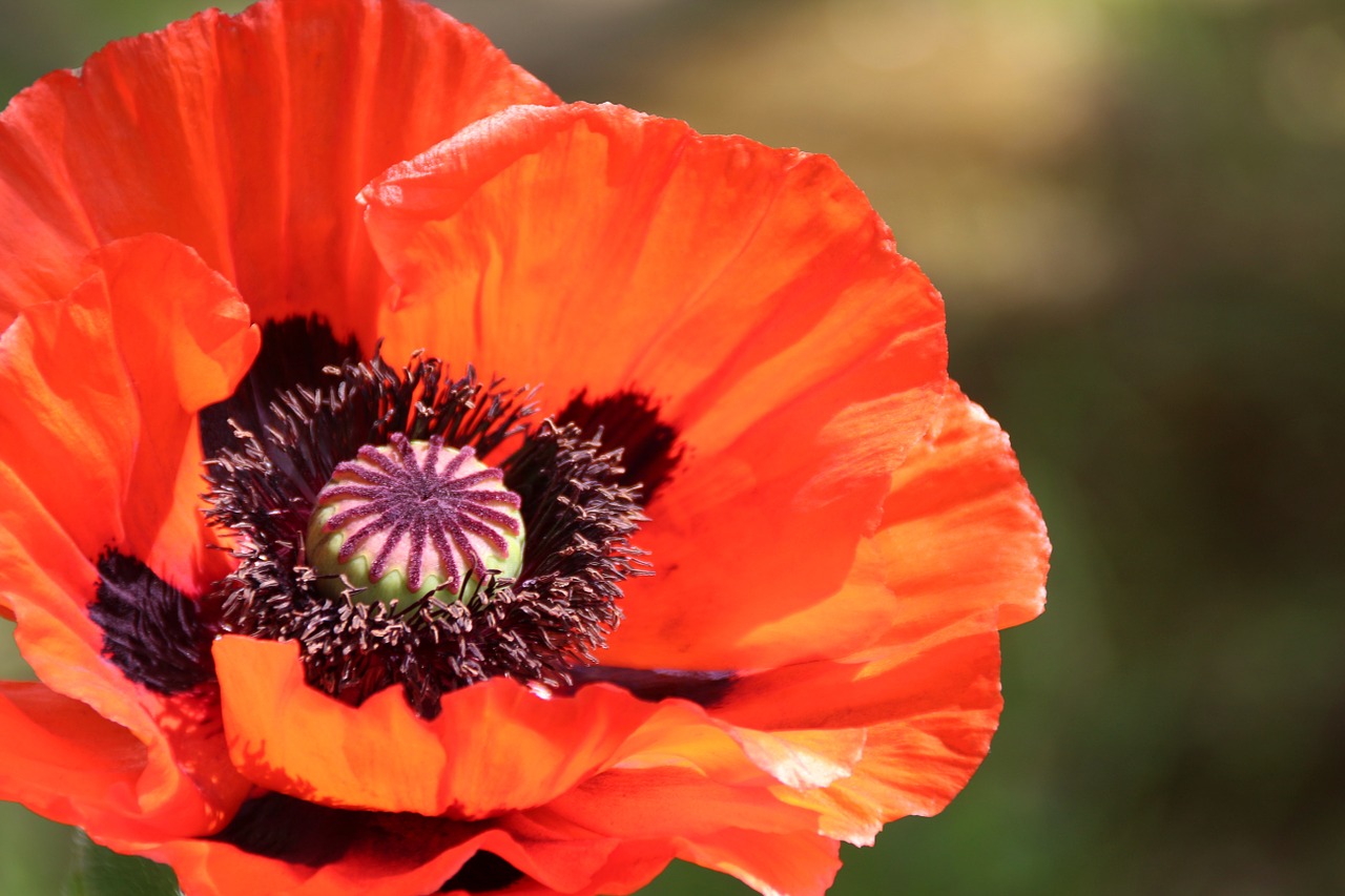 poppy nature field of poppies free photo