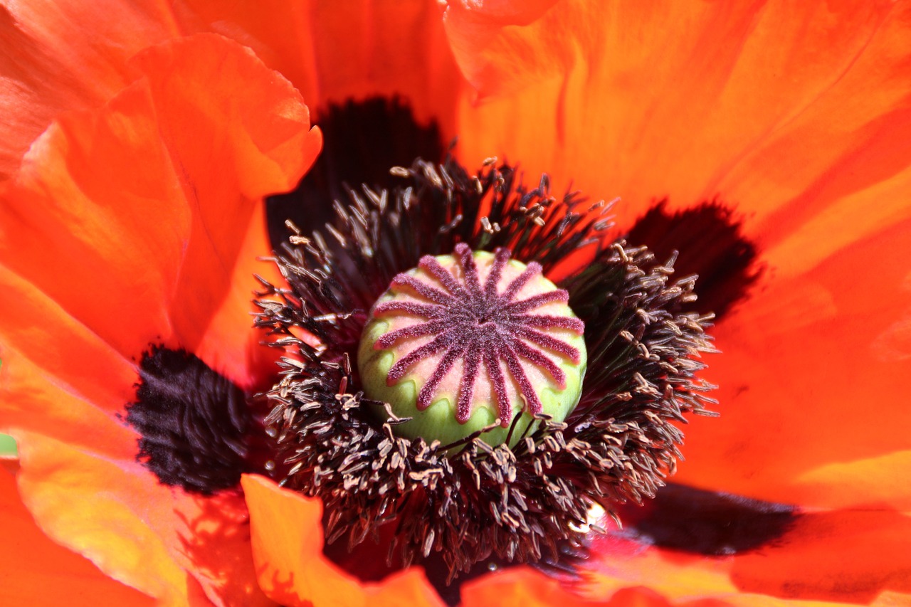 poppy nature field of poppies free photo