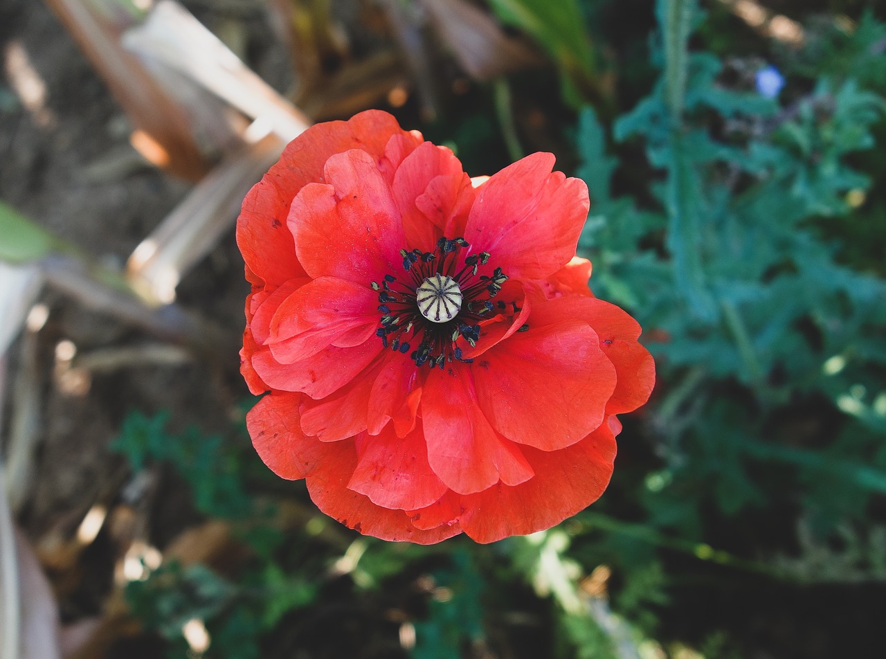 poppy  klatschmohn  blossom free photo