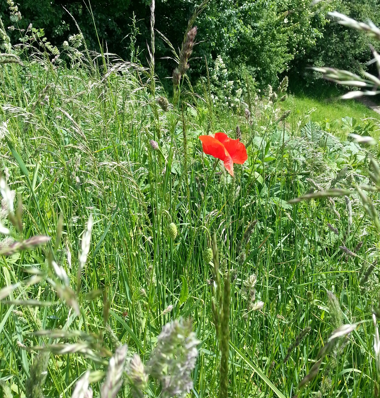 poppy meadow flower free photo