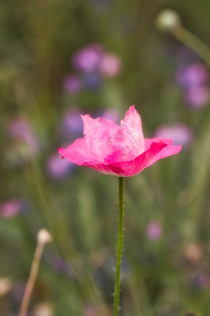 poppy  klatschmohn  nature free photo