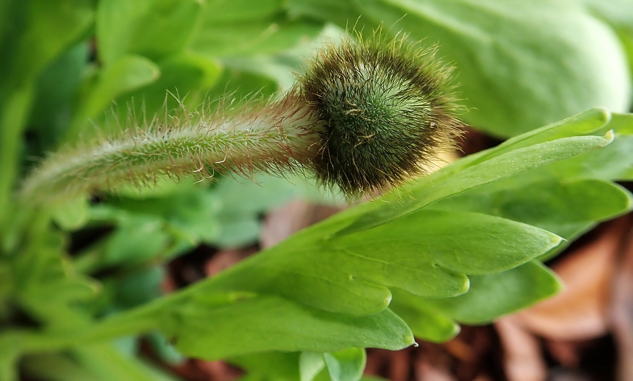 poppy  flower  bud free photo