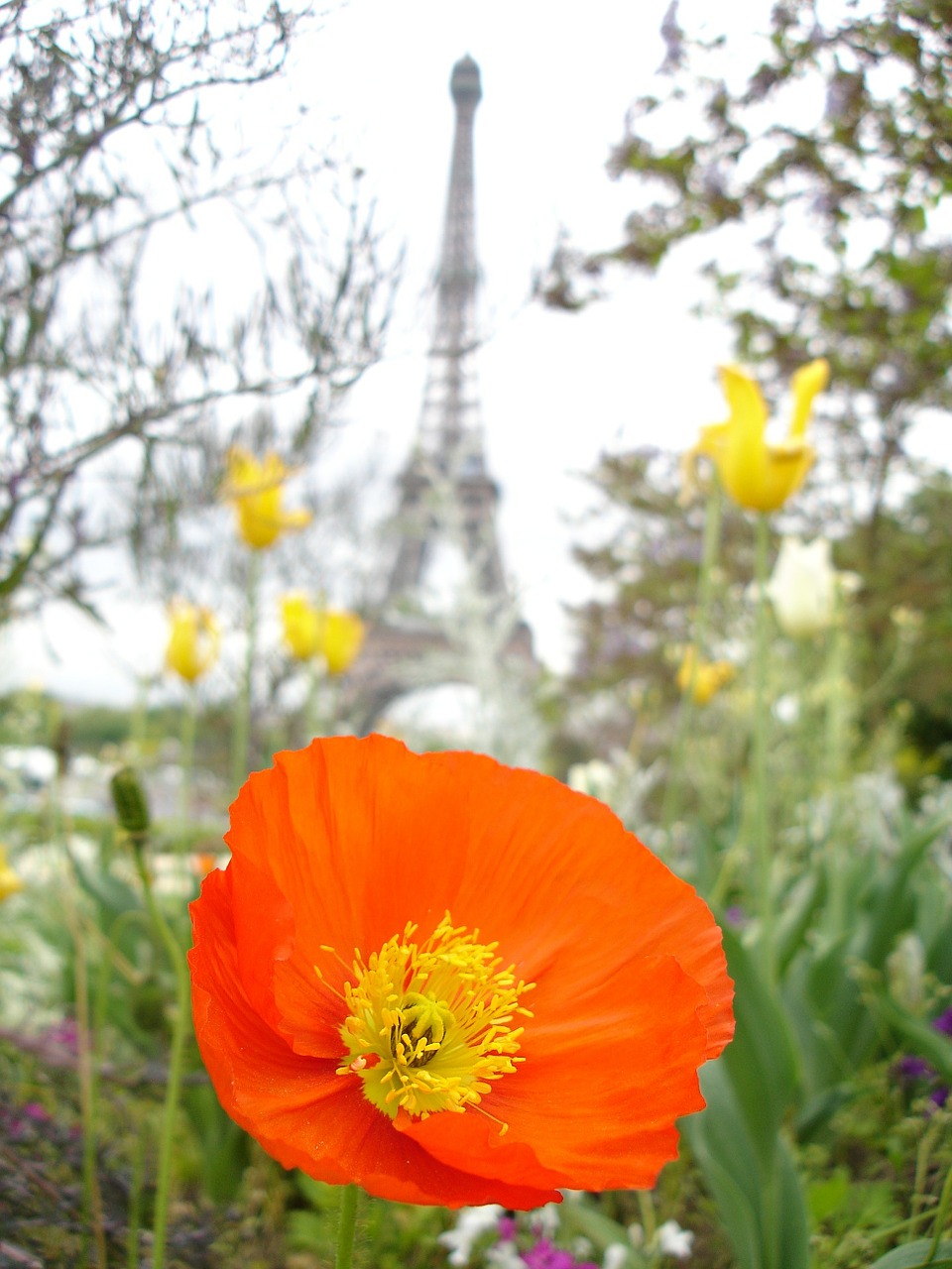 poppy paris red free photo