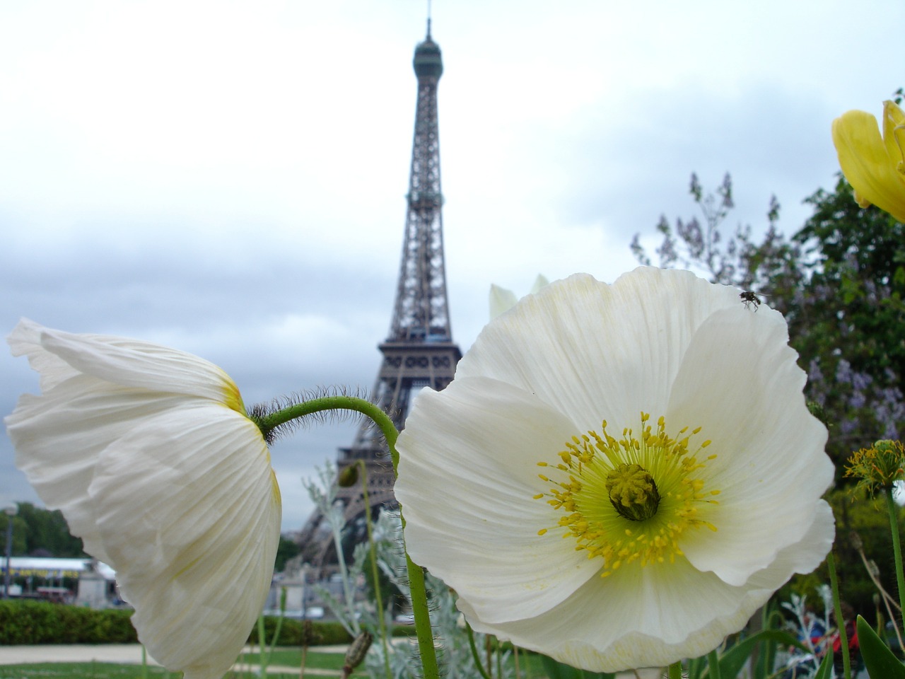 poppy paris white free photo