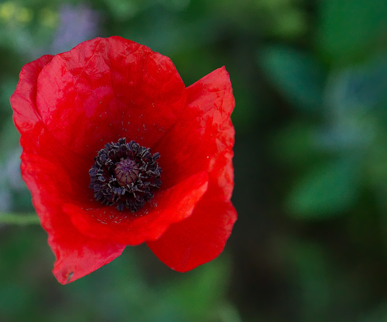 poppy  flower  red free photo