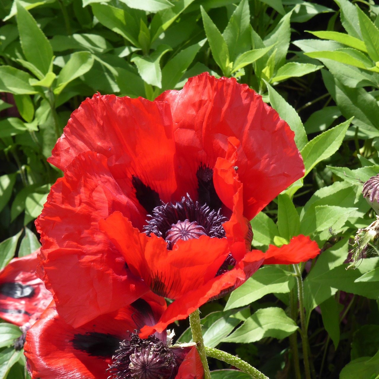 poppy klatschmohn flower free photo