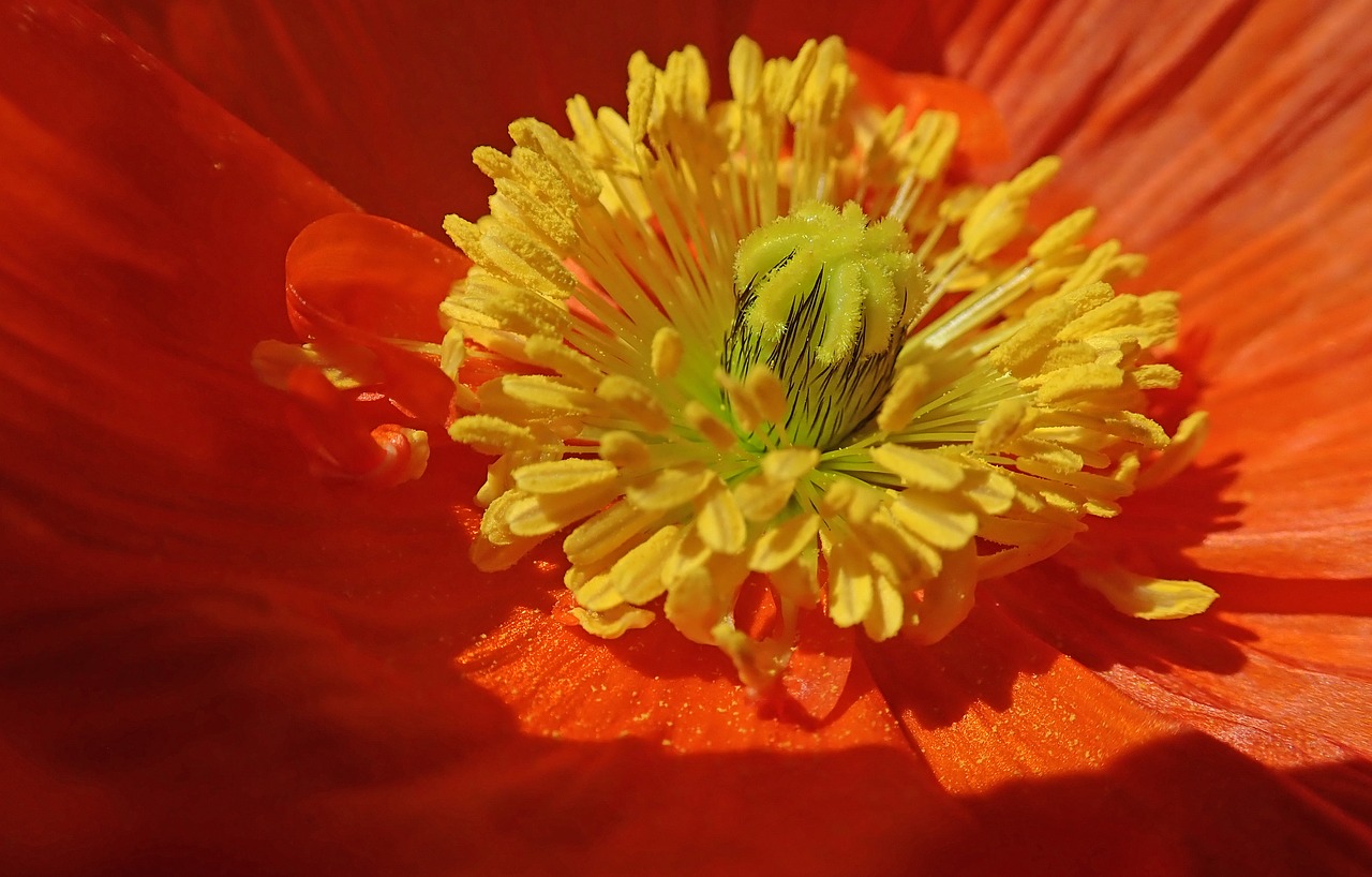 poppy  pollen  stamens free photo