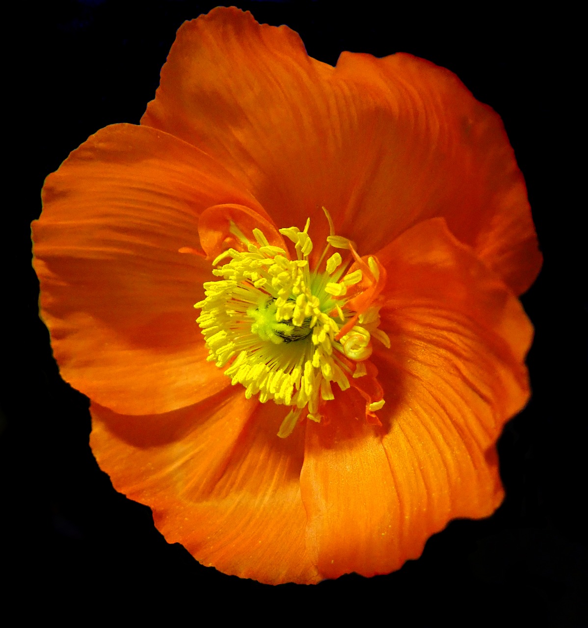 poppy  flower  spring free photo