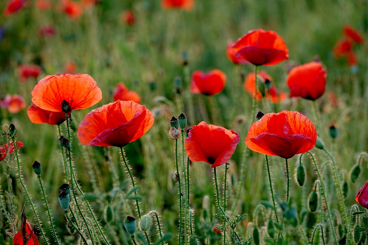 poppy  summer  flower free photo