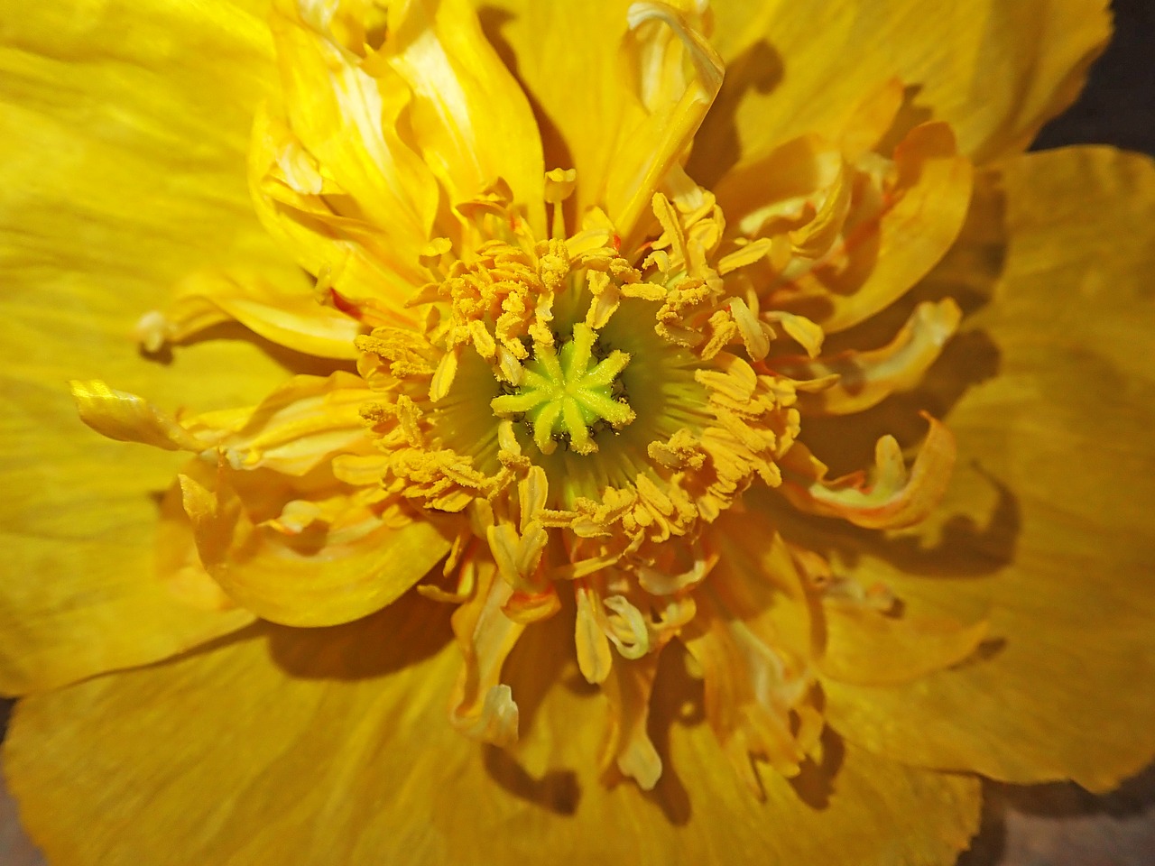 poppy  yellow  flower free photo