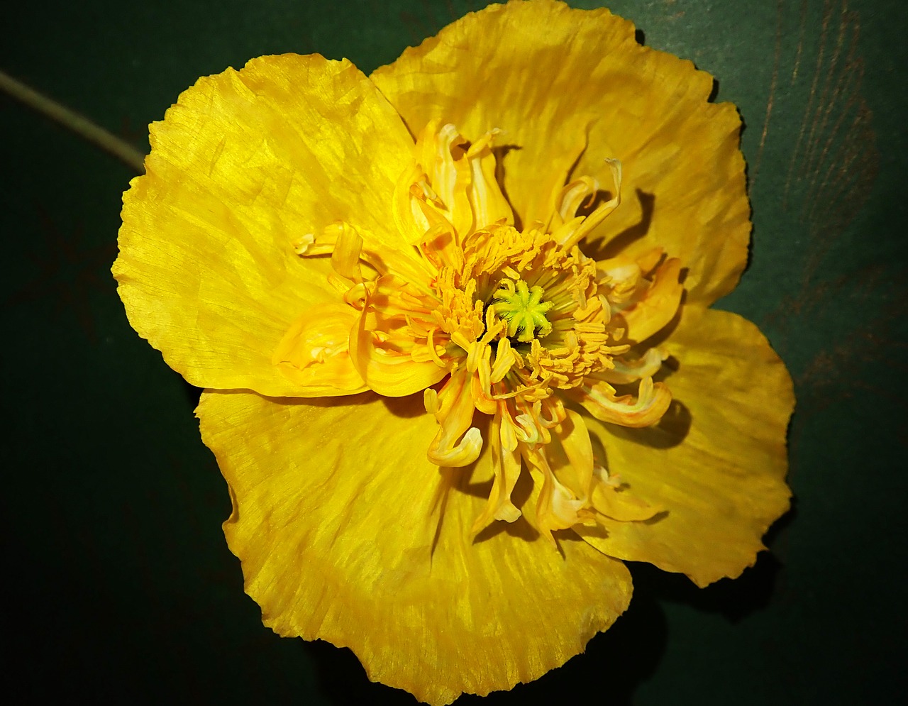 poppy  flower  yellow free photo