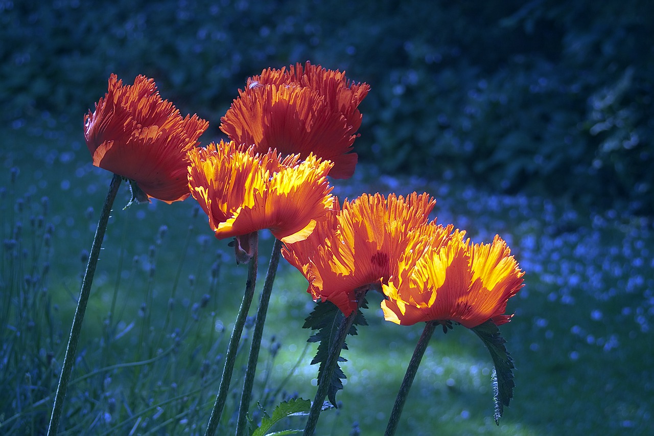 poppy  flowers  poppy flower free photo