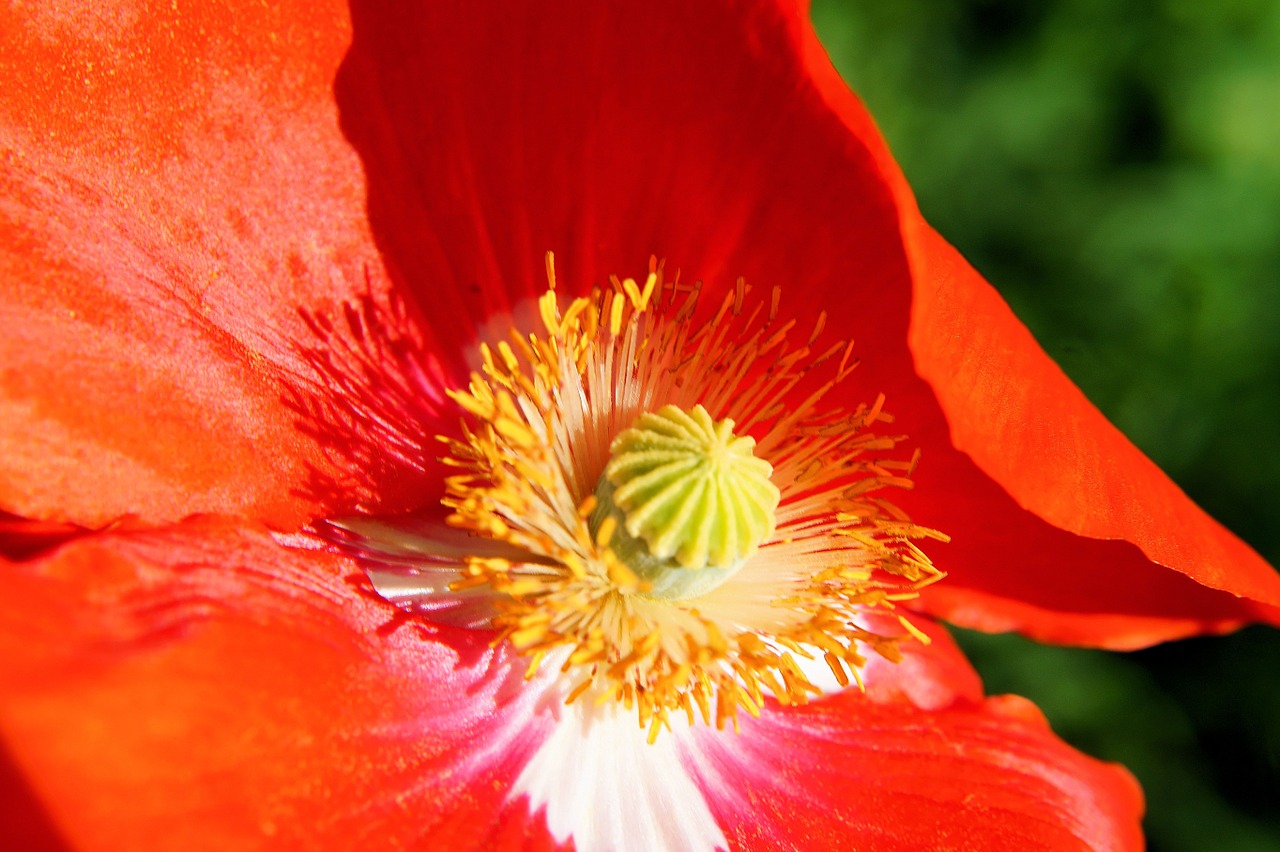 poppy blossom bloom free photo