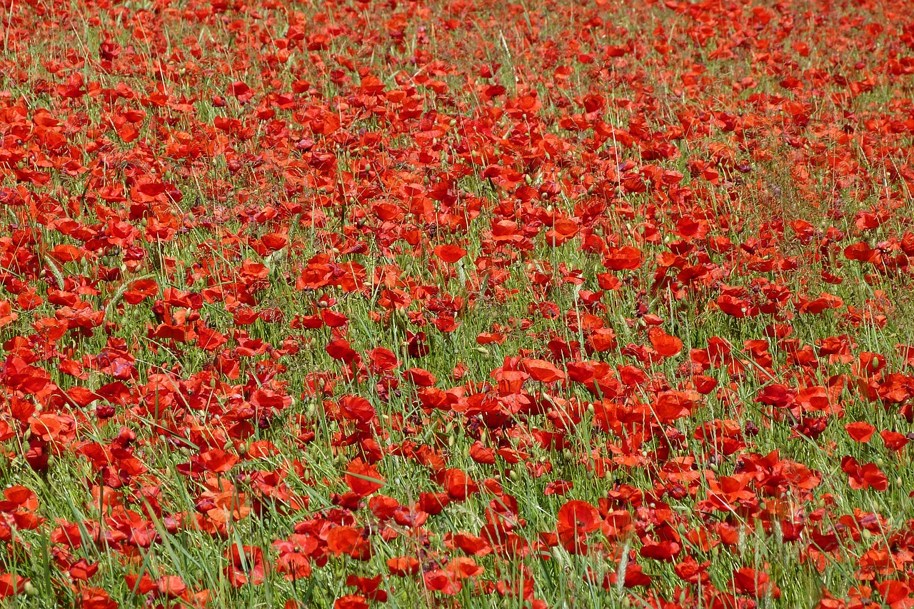 poppy landscape nature free photo