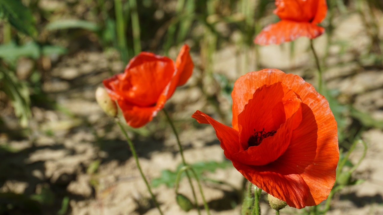 poppy flower plant free photo