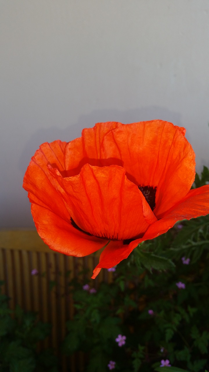 poppy  flower  nature free photo