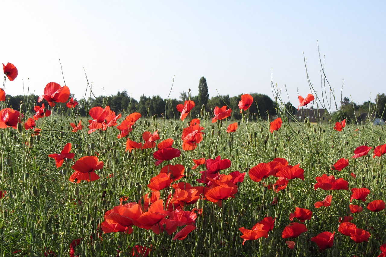 poppy  meadow  nature free photo