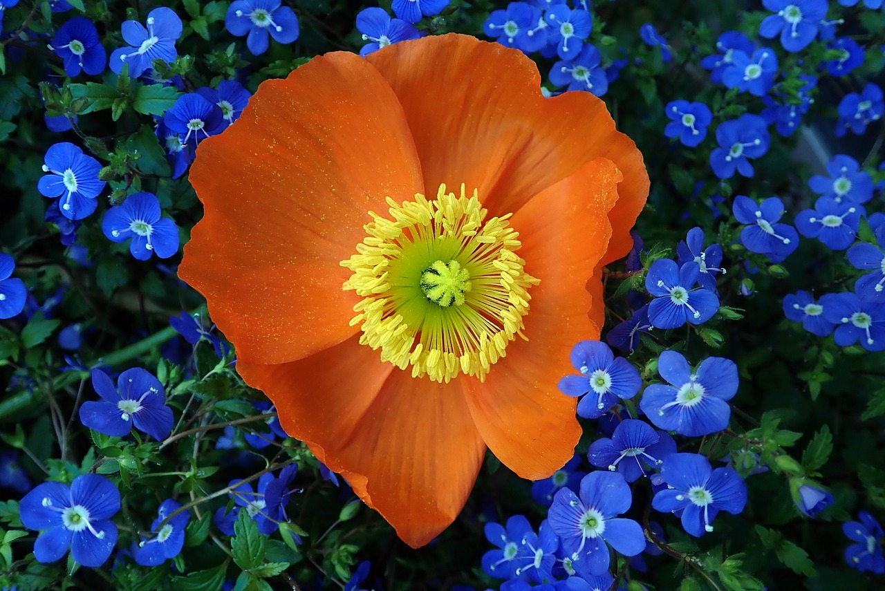 poppy  flower  blue plant free photo