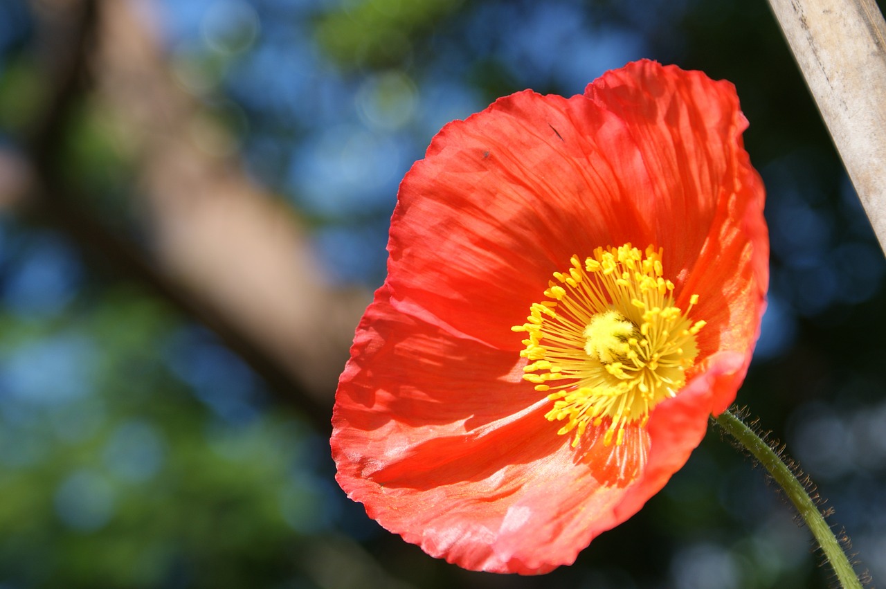 poppy red red poppy free photo