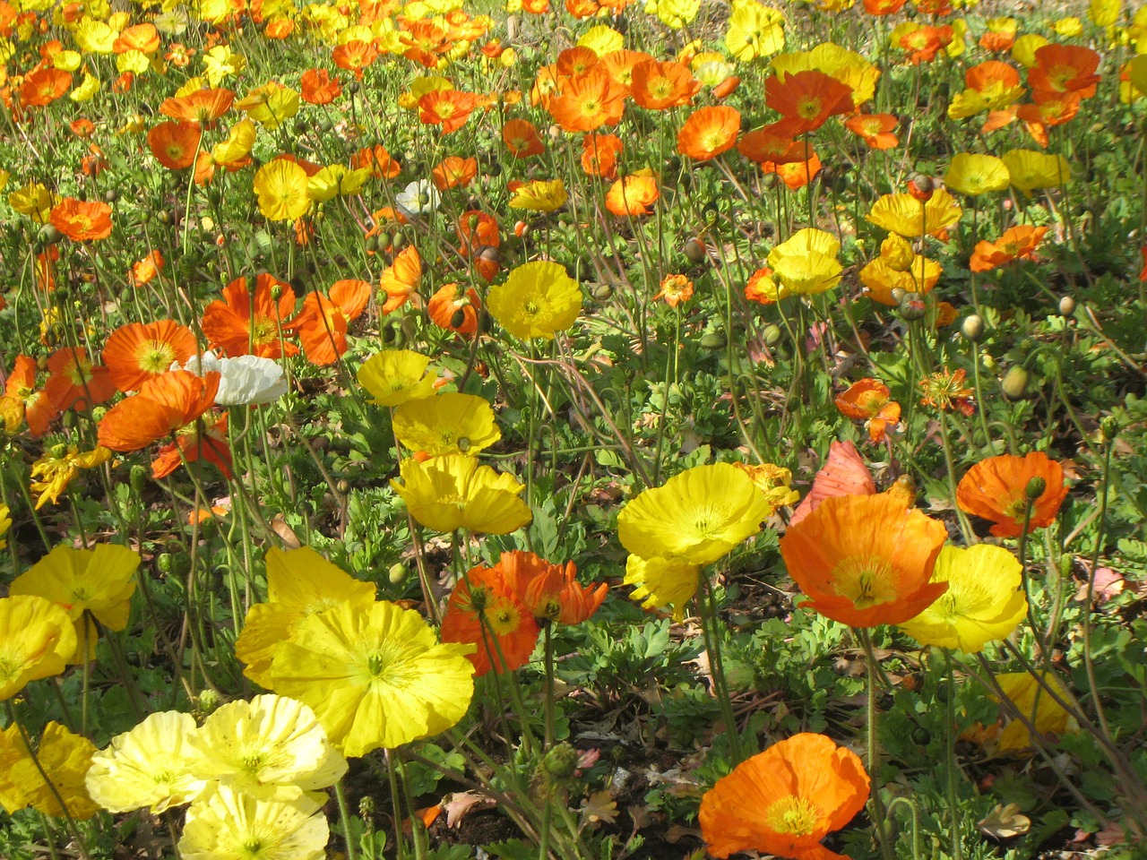 poppy flower meadow blütenmeer free photo