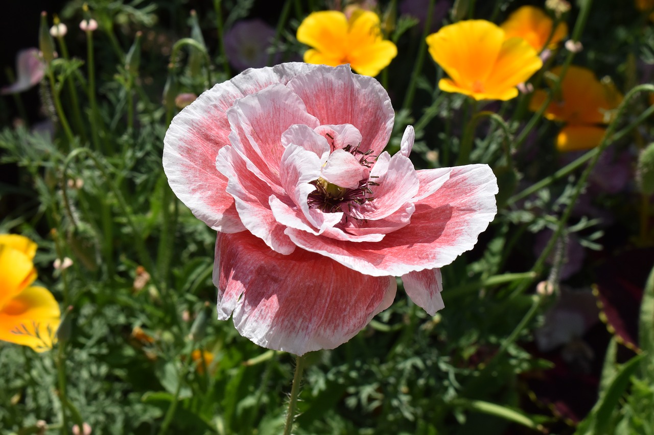 poppy  pink  california poppies free photo