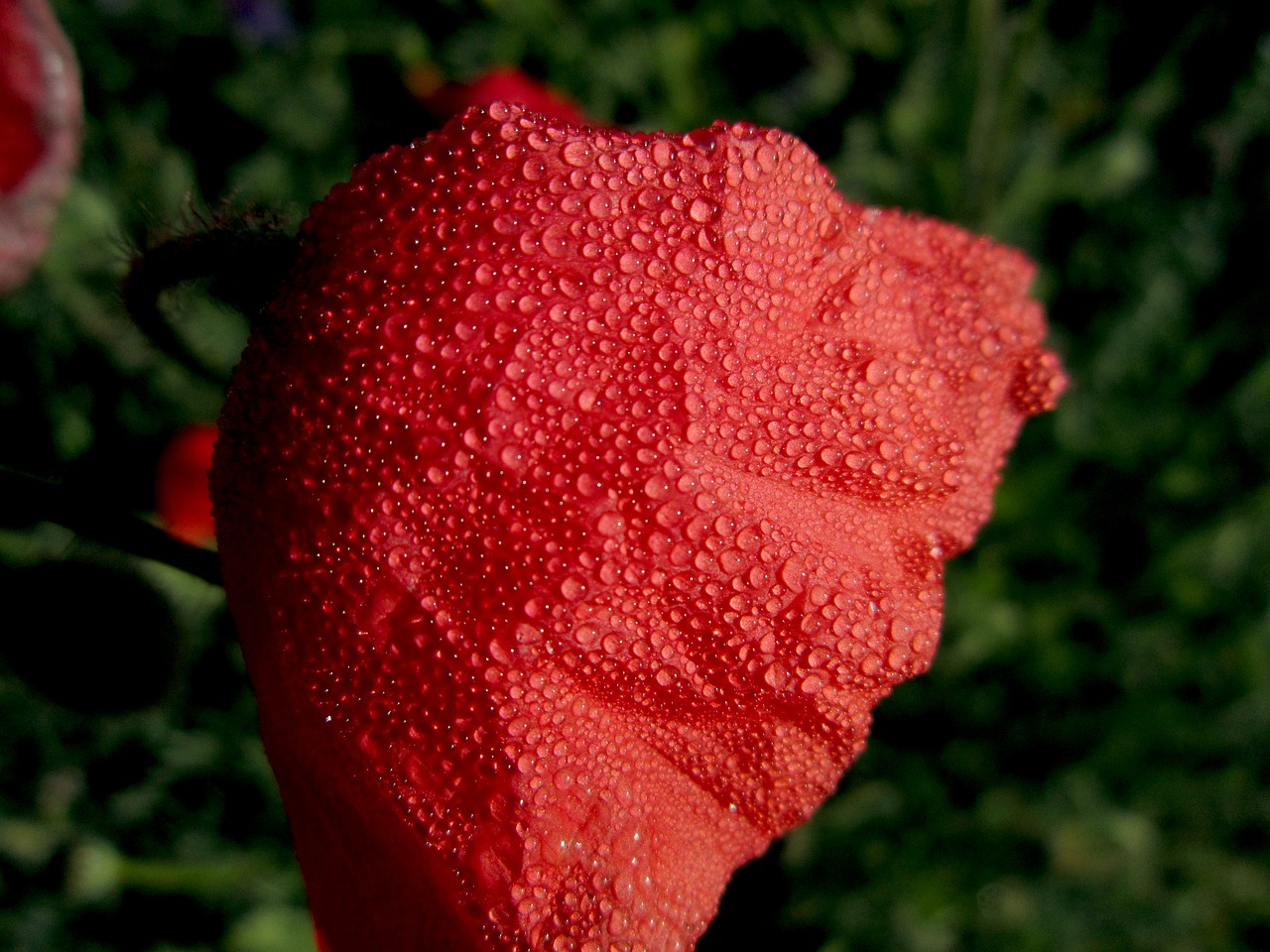 poppy  drops  water free photo