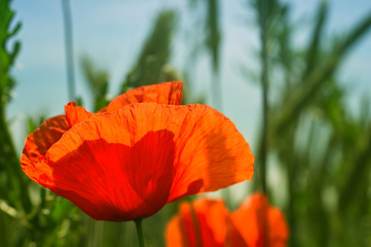 poppy  field  light free photo