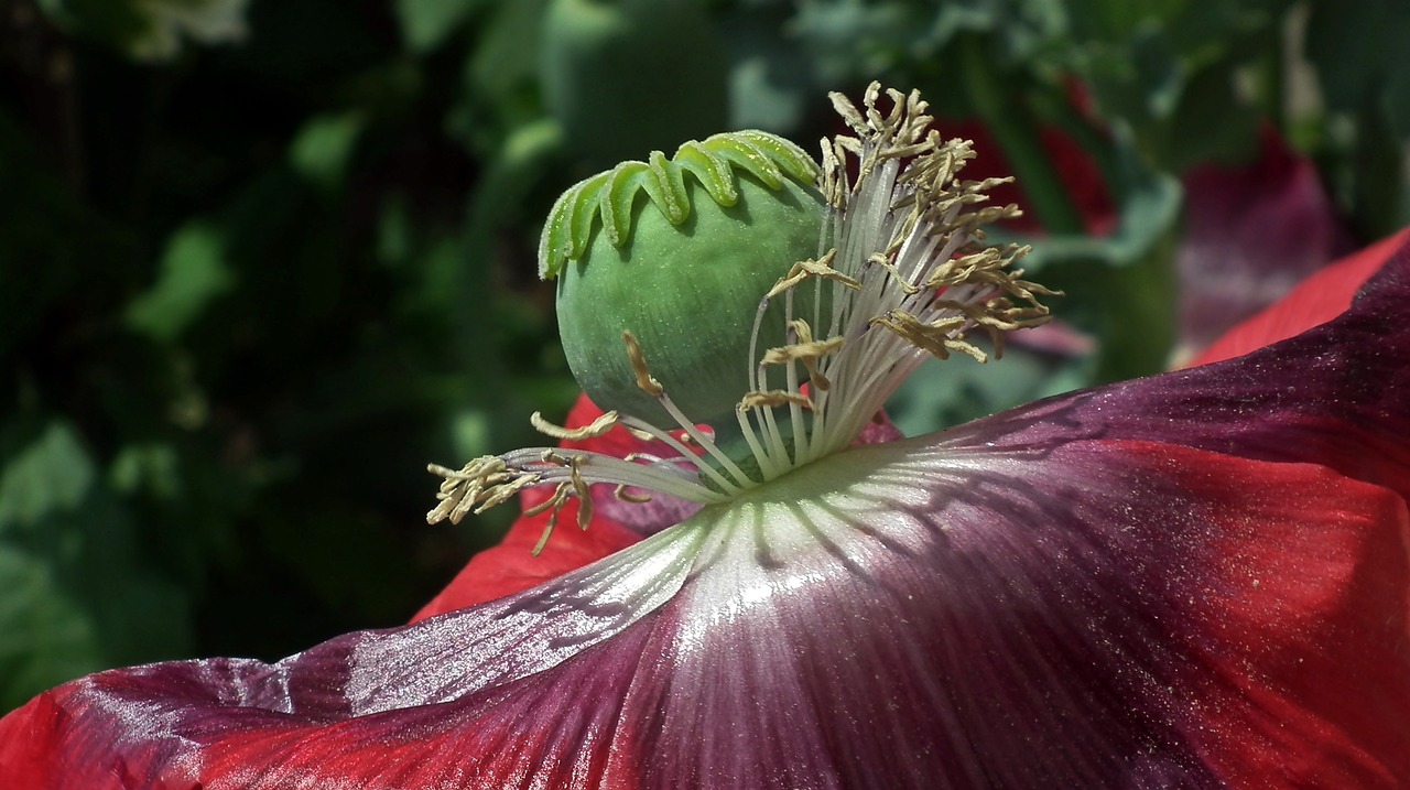 poppy  flower  makowka free photo