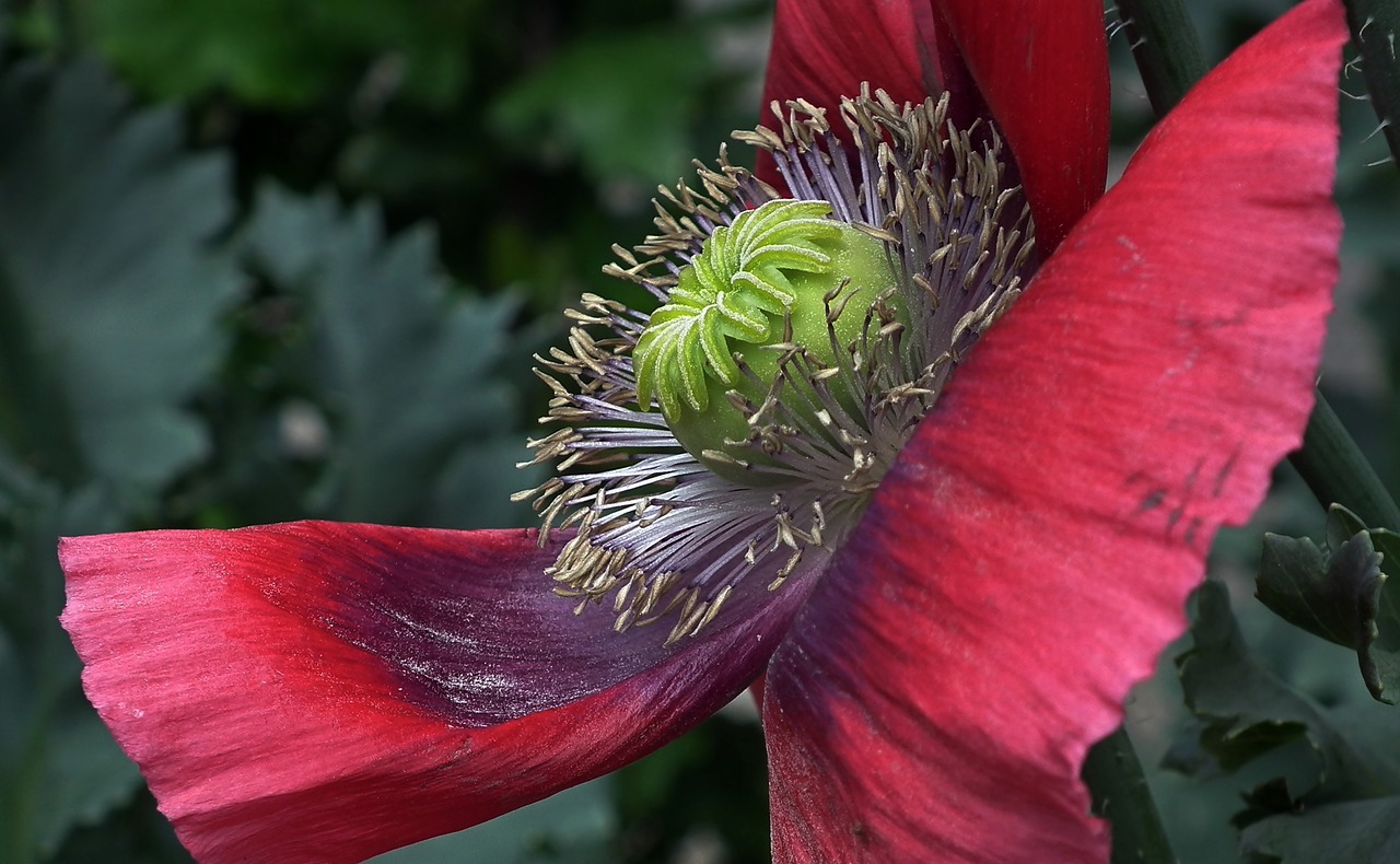 poppy  garden  nature free photo