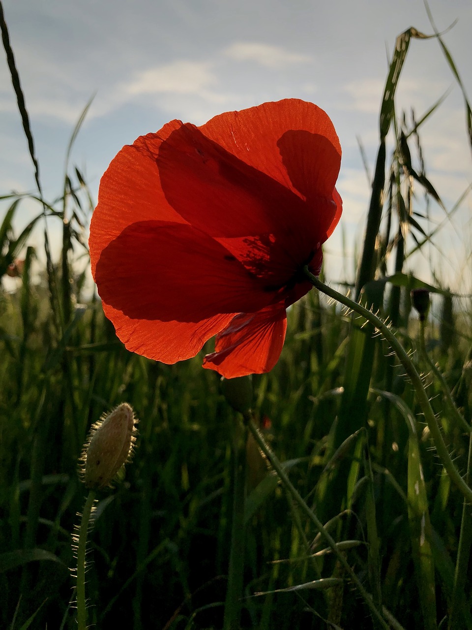 poppy  flower  field free photo